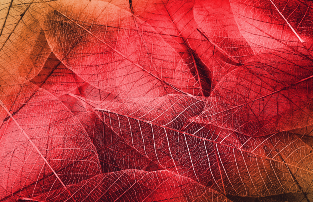 Macro Red Leaf Glass Wall Art