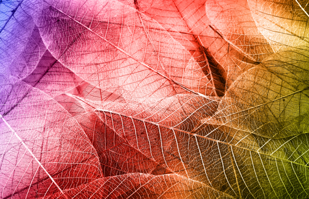 Macro Leaves Glass Wall Art
