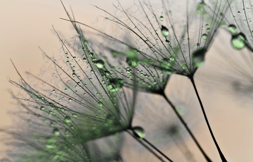 Green Dandelion Glass Wall Art