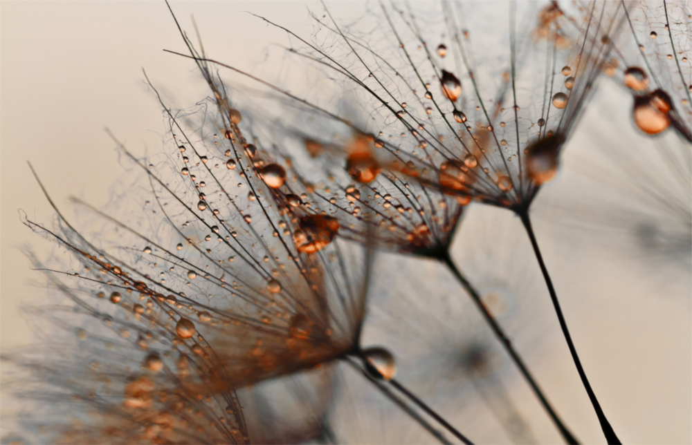Cinnamon Dandelion Glass Wall Art