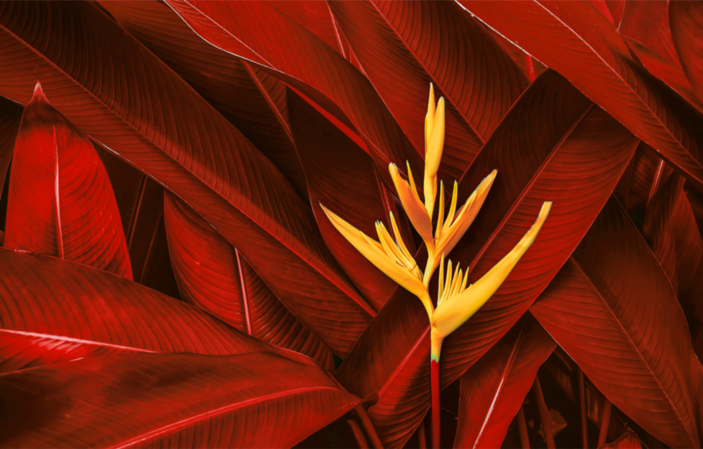 Red Leaves Glass Wall Art