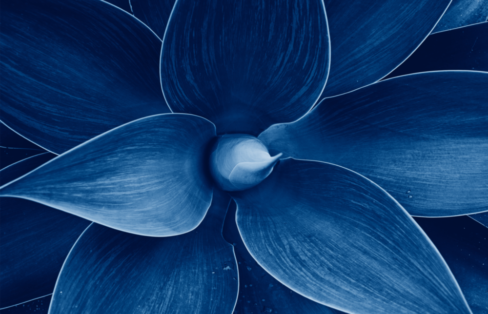 Macro Flower Glass Wall Art
