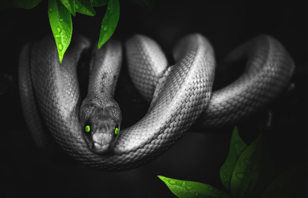 Snake Glass Wall Art
