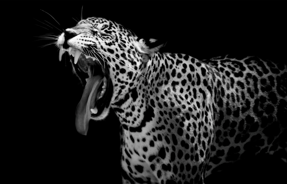 Leopard Glass Wall Art