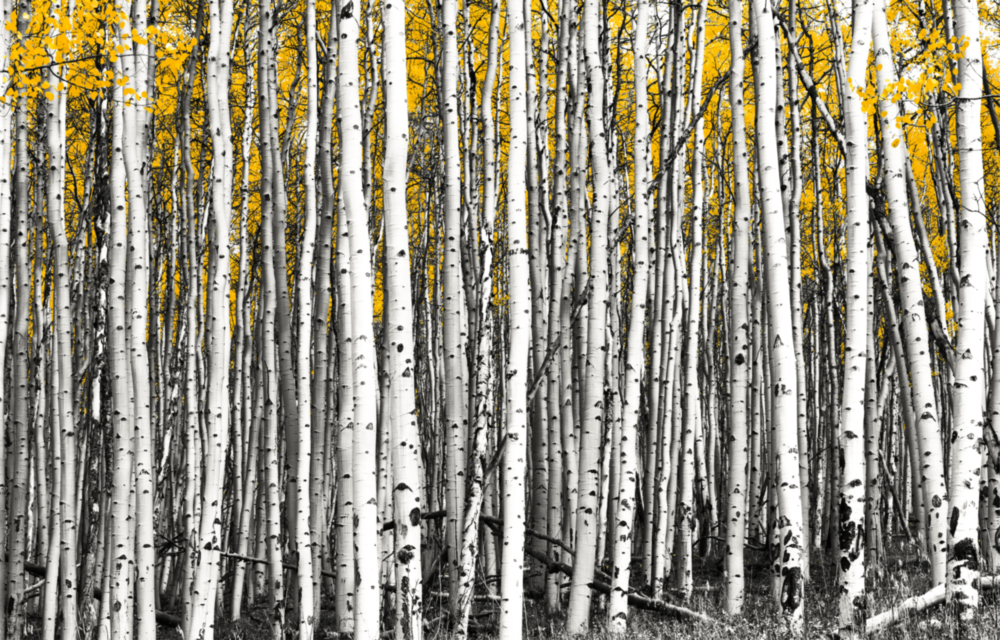 Yellow Forest Glass Wall Art
