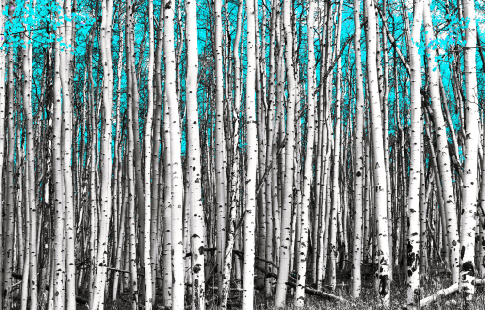 Blue Forest Glass Wall Art