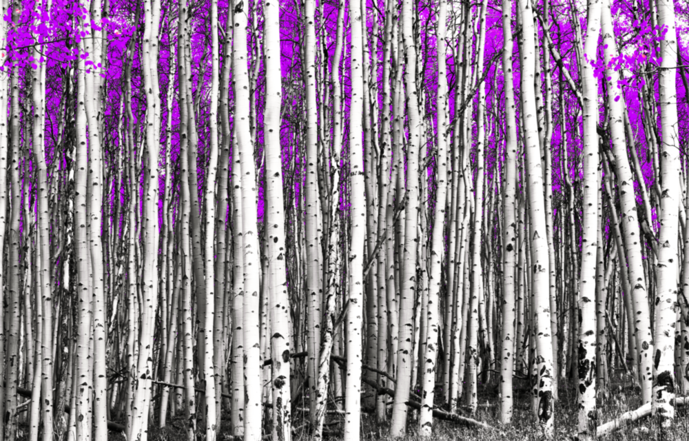 Pink Forest Glass Wall Art