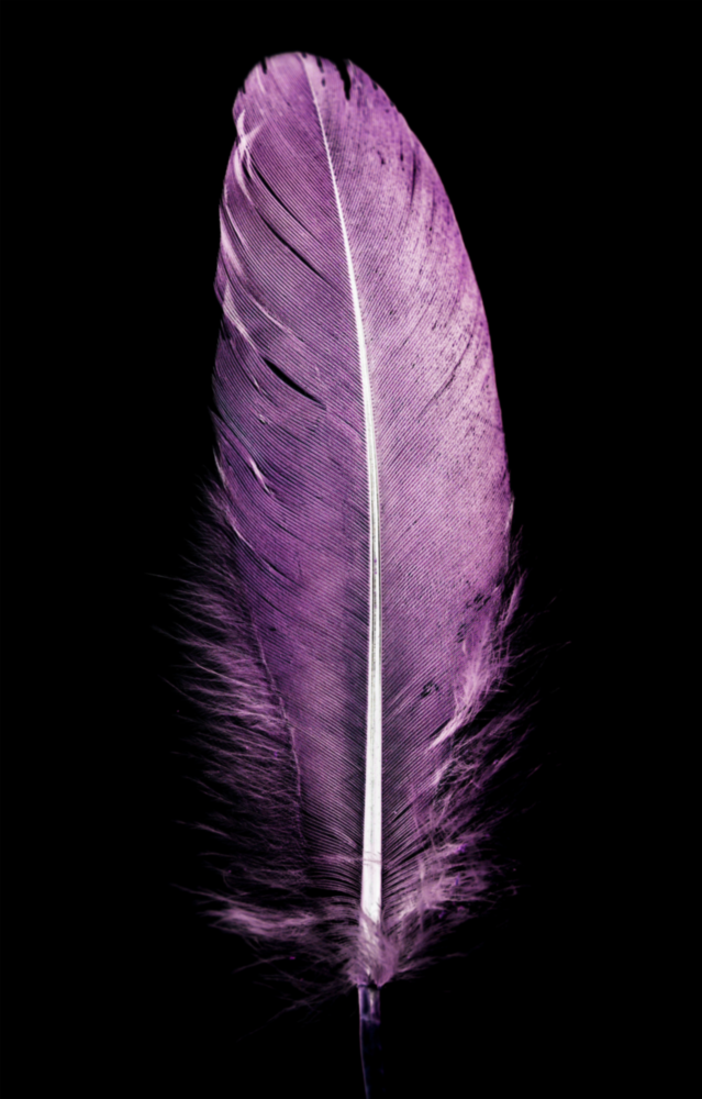 Purple Feather Glass Wall Art