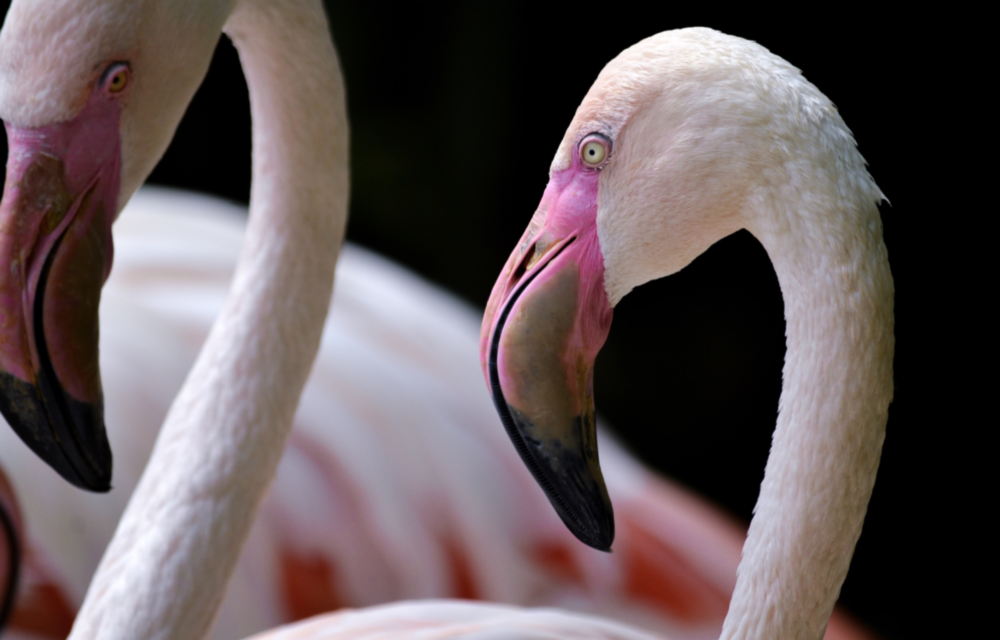 Flamingo Glass Wall Art