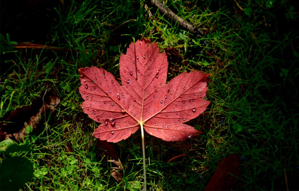 Pink Leaf Glass Wall Art