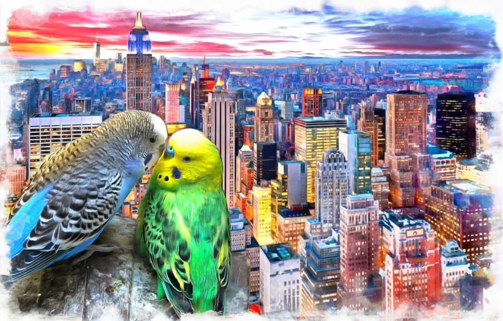 Budgies Glass Wall Art