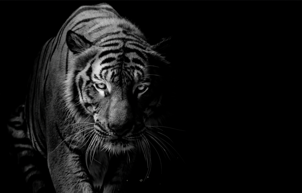 Tiger Glass Wall Art