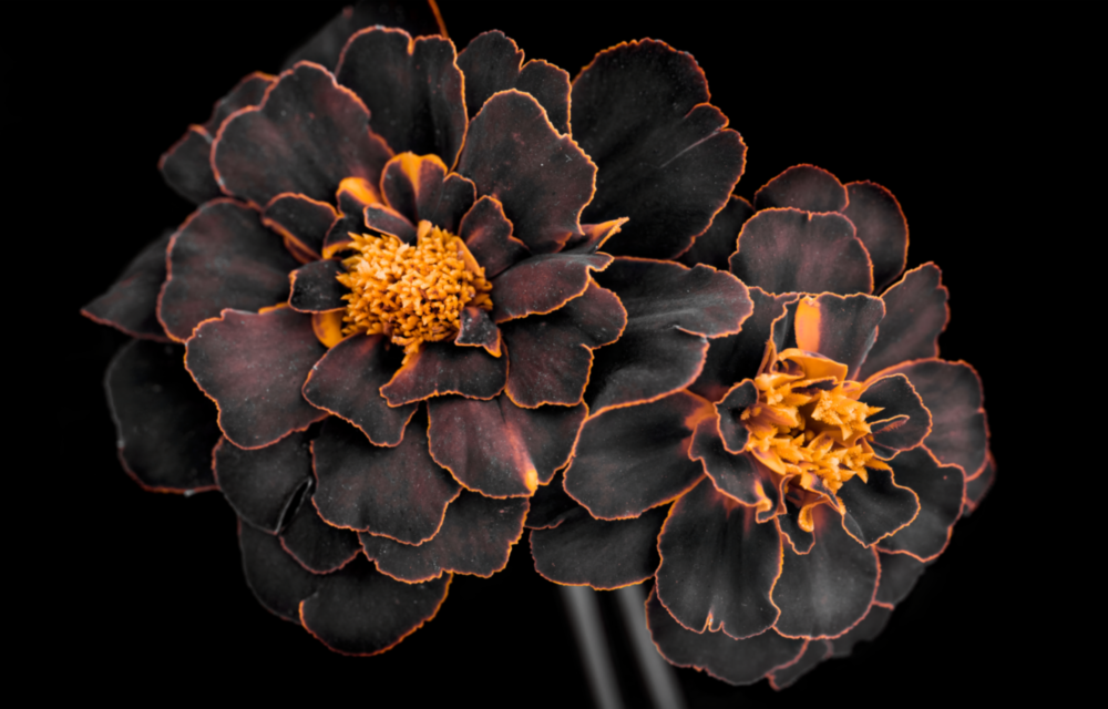 Brown Flower Glass Wall Art