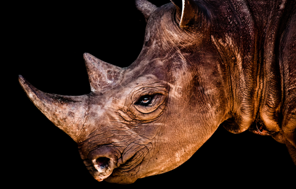 Rhino Glass Wall Art