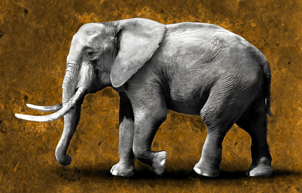 Elephant Glass Wall Art