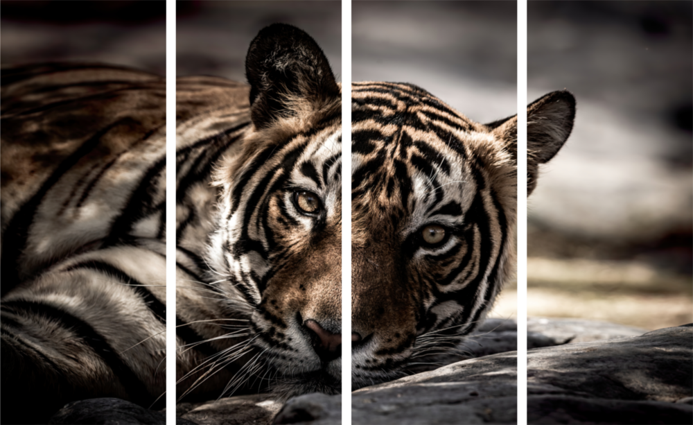 Tiger 4 Pieces Mega Glass Wall Art (59"x36")