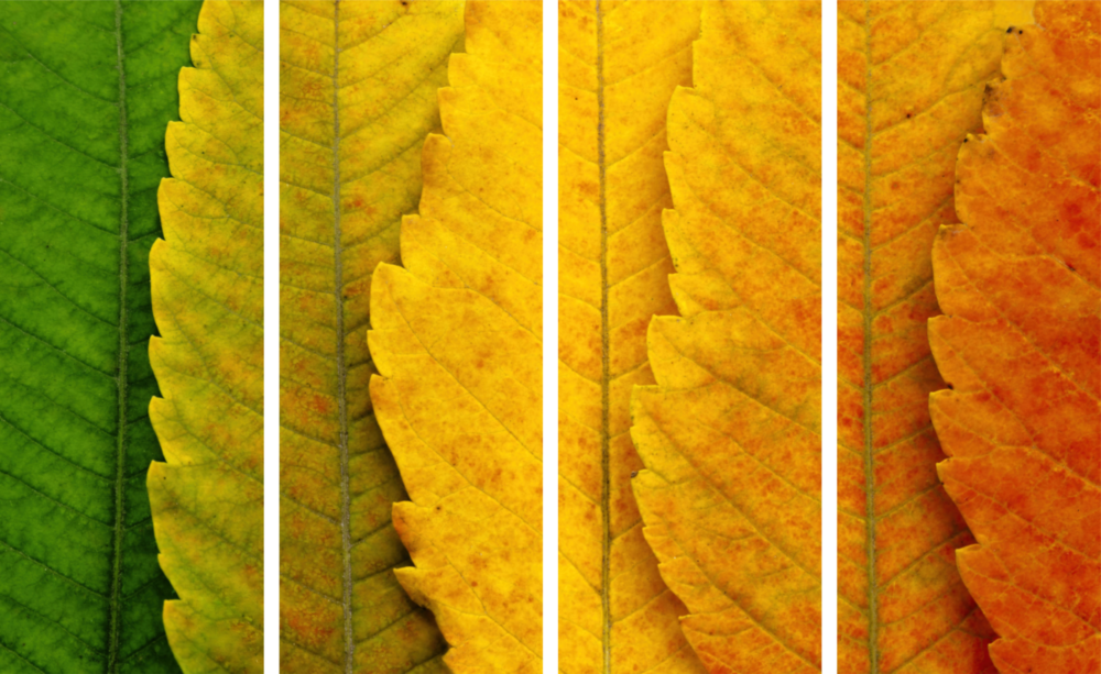 Autumn Leaves 4 Pieces Mega Glass Wall Art (59"x36")