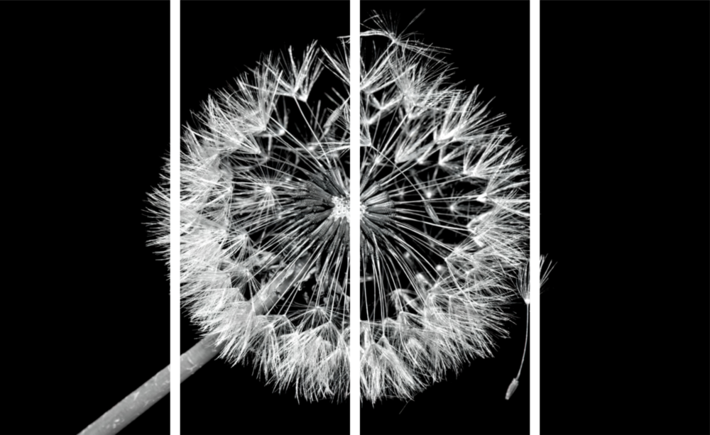 Dandelion 4 Pieces Mega Glass Wall Art (59"x36")
