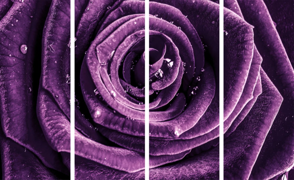 Purple Rose 4 Pieces Mega Glass Wall Art (59"x36")