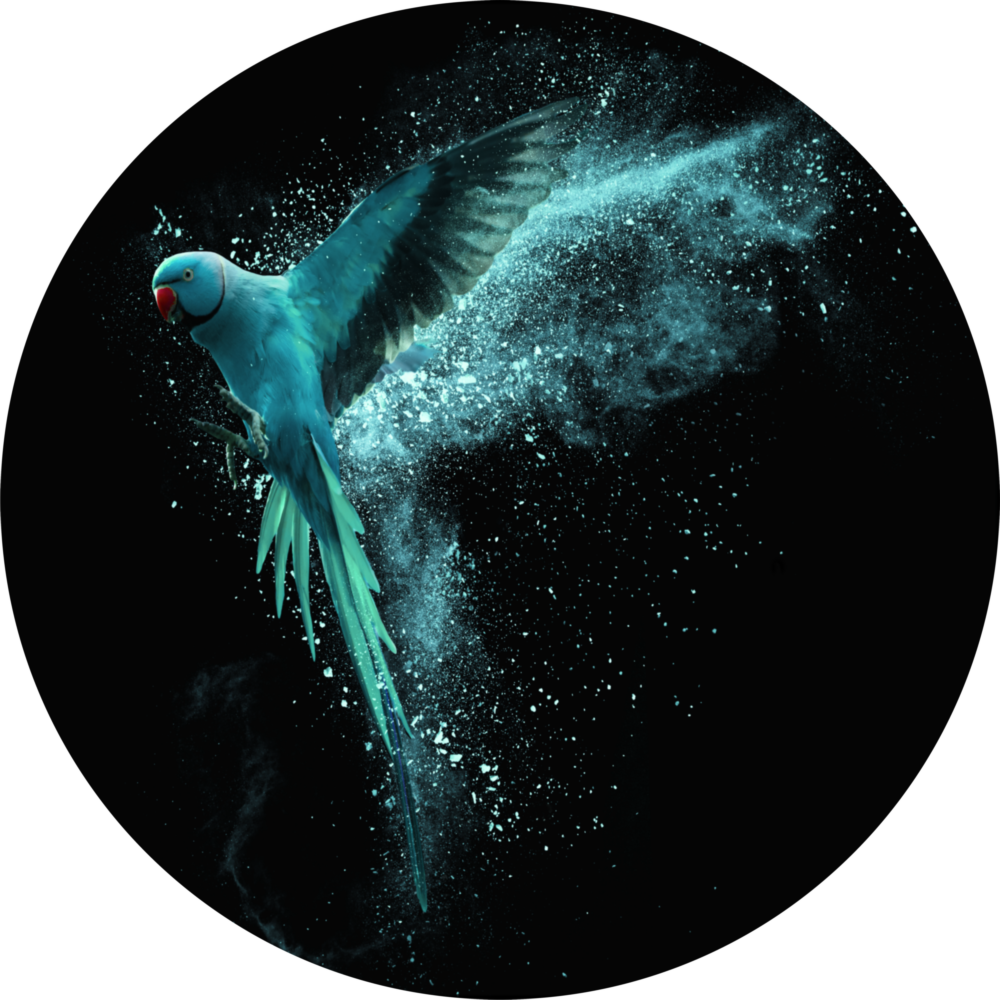 Bird Glass Wall Art