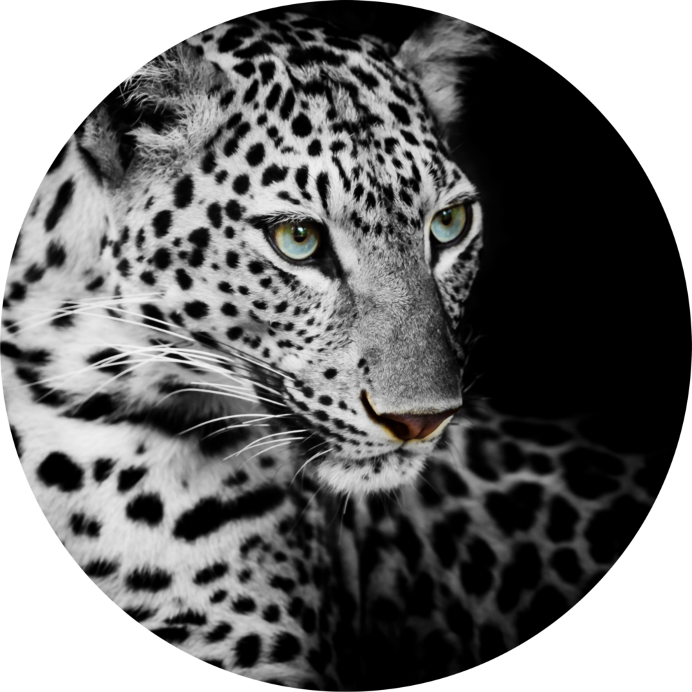 Leopard Glass Wall Art