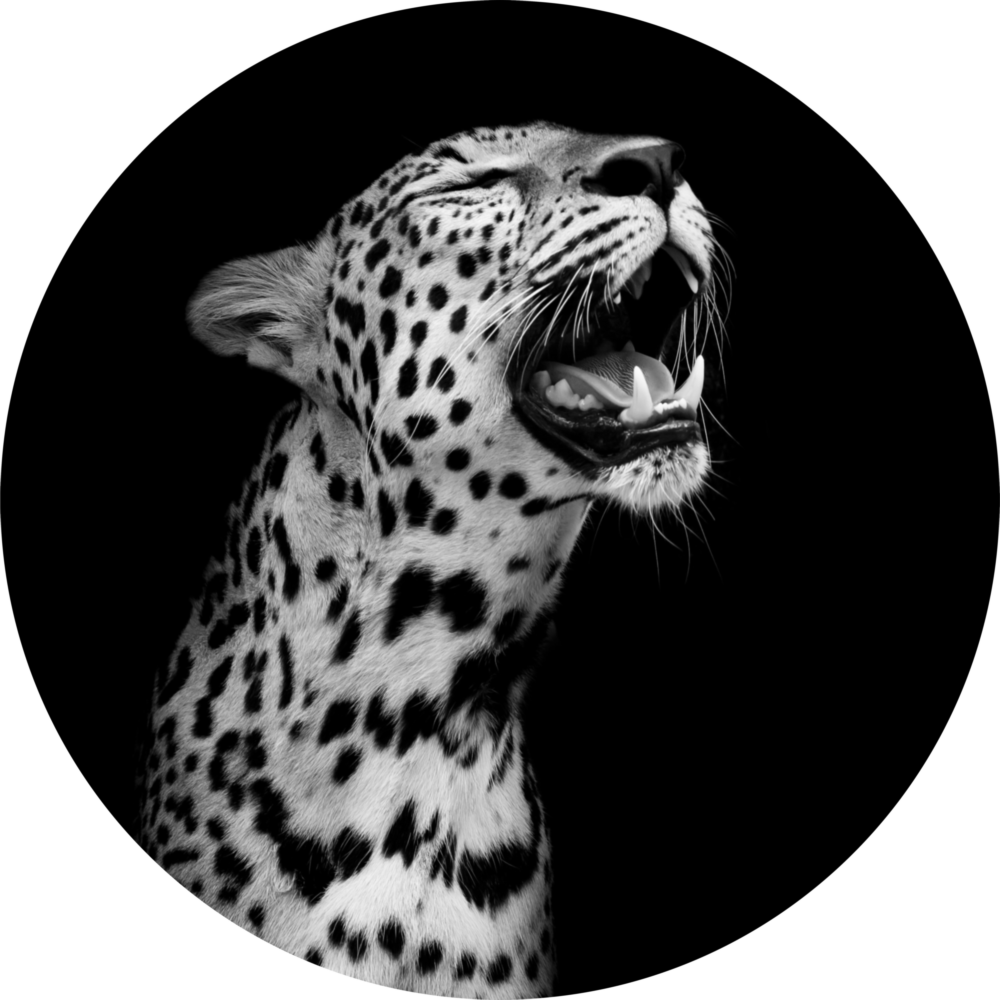 Leopard Glass Wall Art