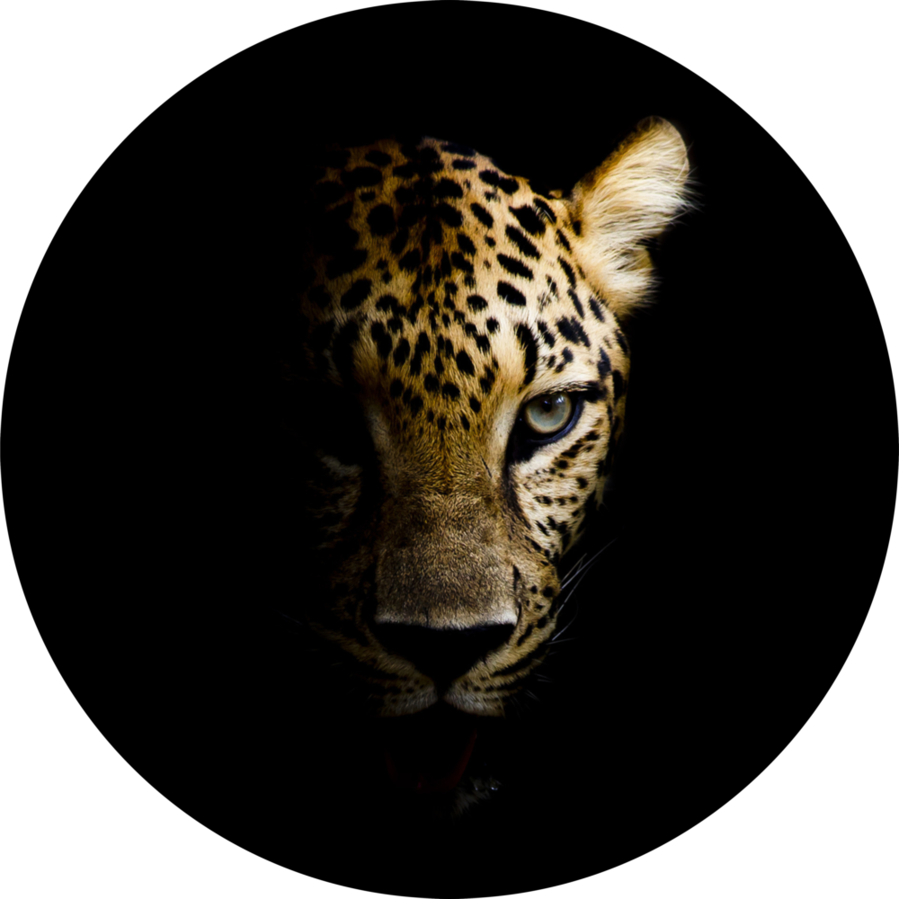 Leopard Glass Wall Art
