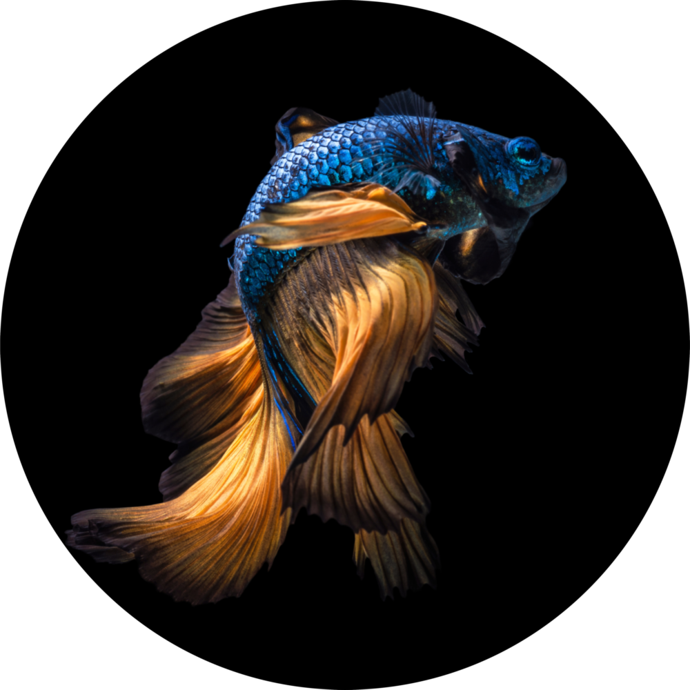 Fish Glass Wall Art
