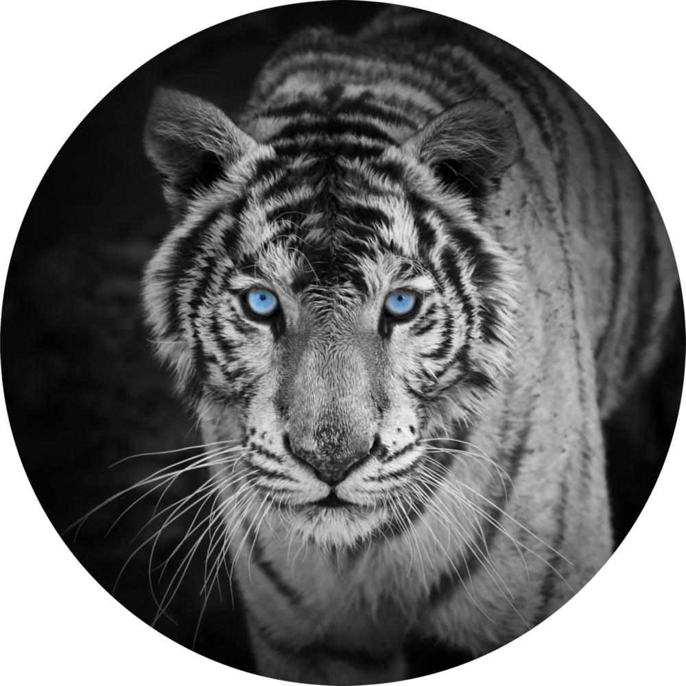 Tiger Glass Wall Art