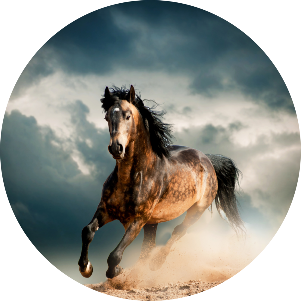 Horse Glass Wall Art