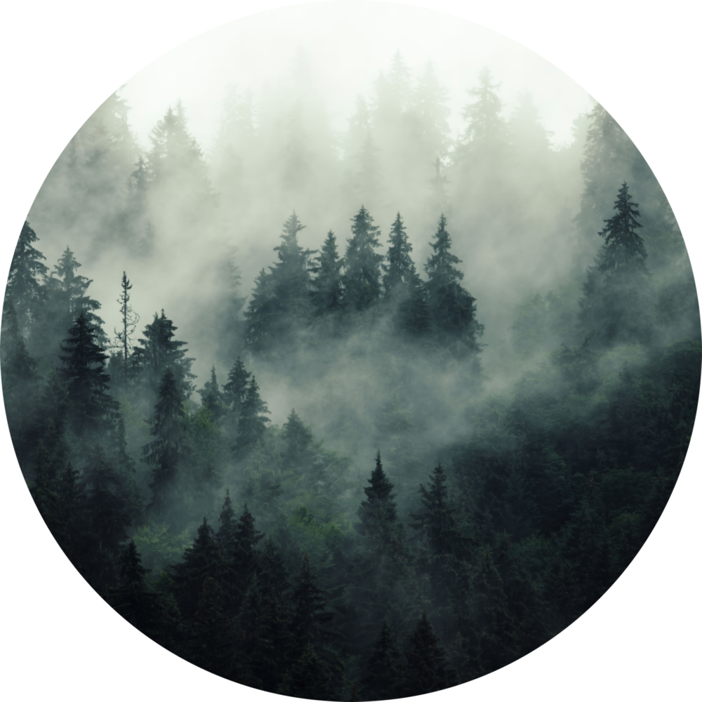Foggy Forest Glass Wall Art