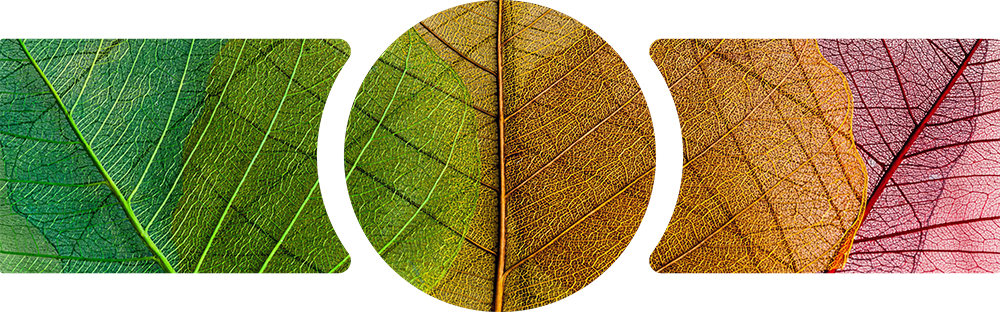 Green Gold Red Leaf Vein Macro 3 Piece Glass Wall Art