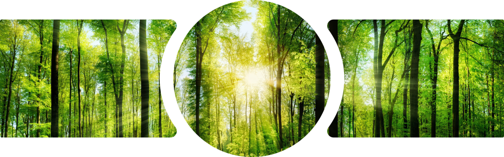 Sunlit Green Forest Canopy 3 Piece Glass Wall Art