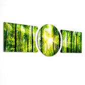 Sunbeams streaming through a fresh green forest canopy of tall slender trees. 3 piece glass wall art set E