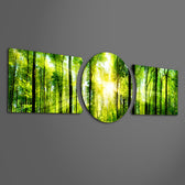 Sunbeams streaming through a fresh green forest canopy of tall slender trees. 3 piece glass wall art set F