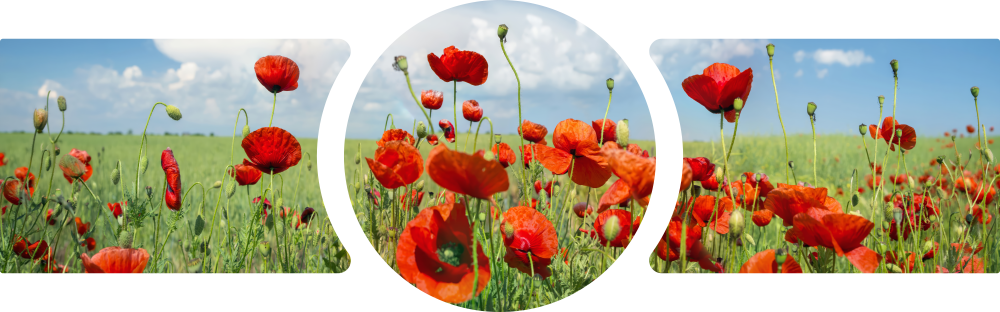 Red Poppy Field Blue Sky 3 Piece Glass Wall Art