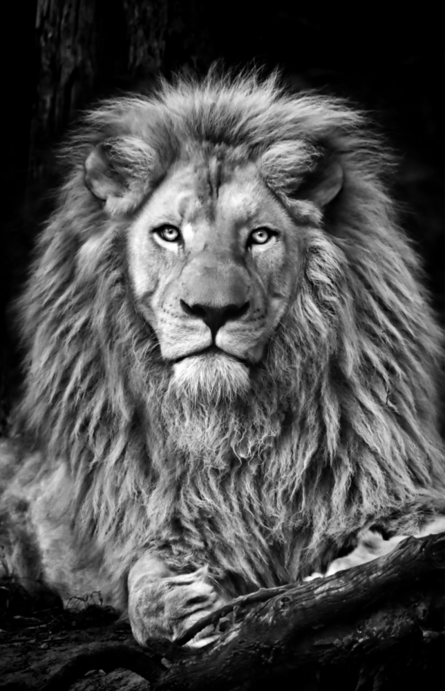 Lion Glass Wall Art