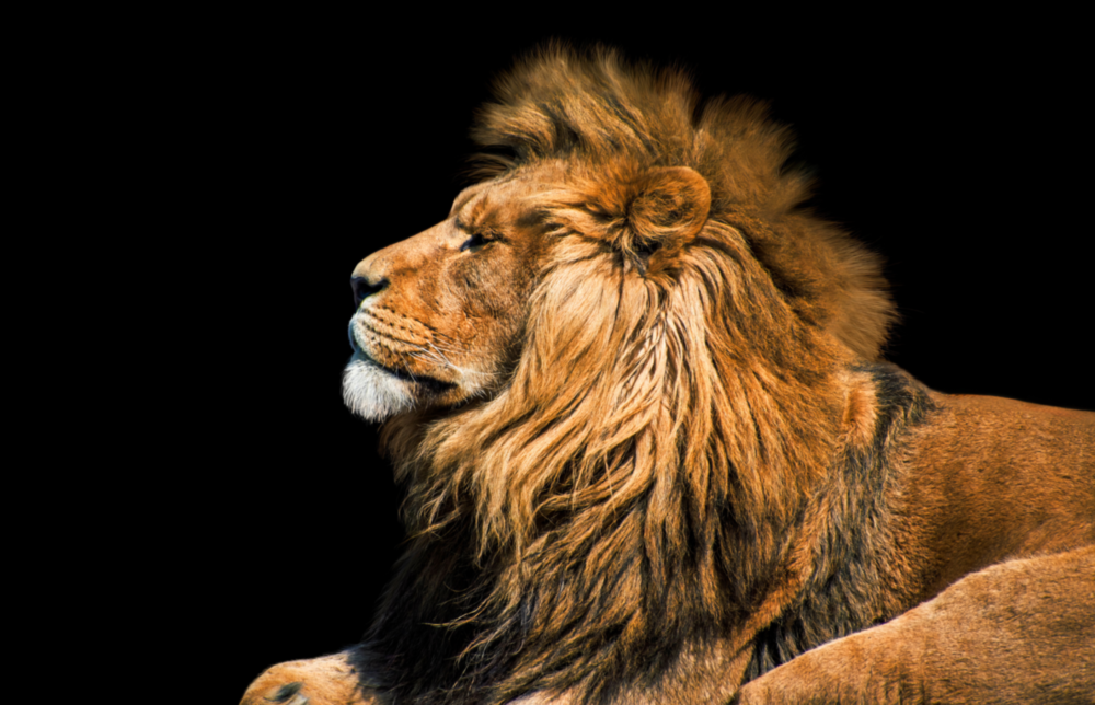 Lion Glass Wall Art