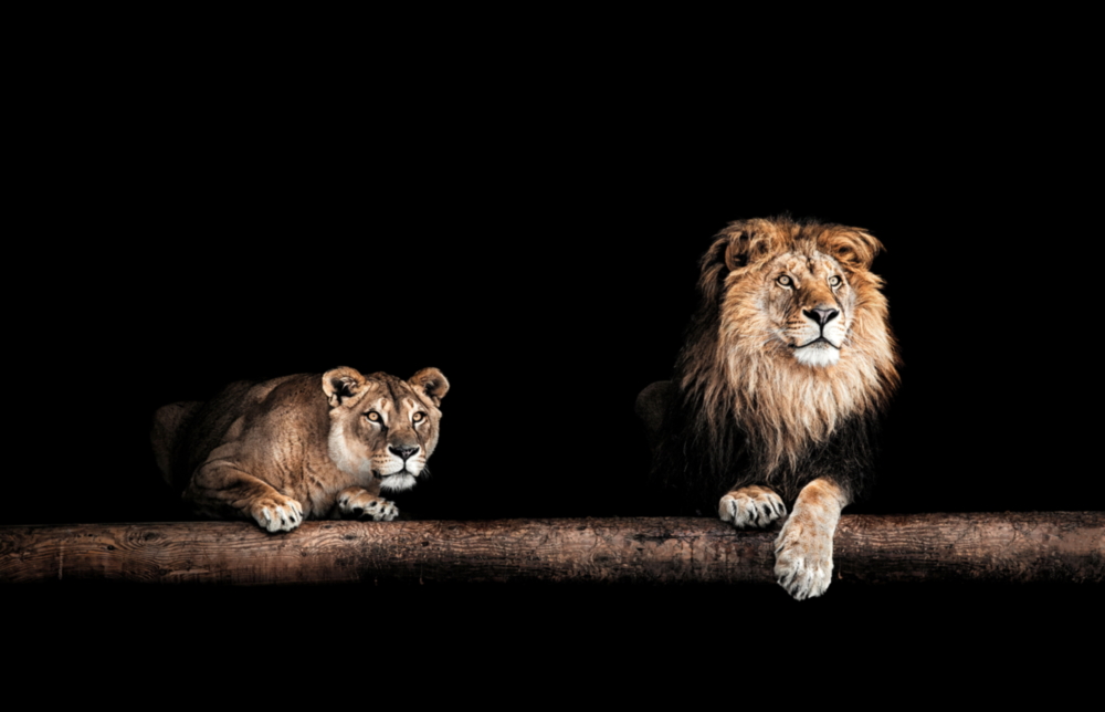 Leo Family Glass Wall Art