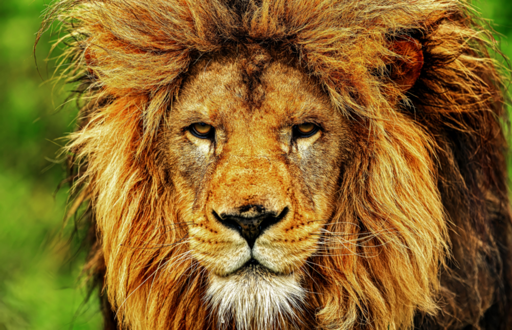 Lion Glass Wall Art