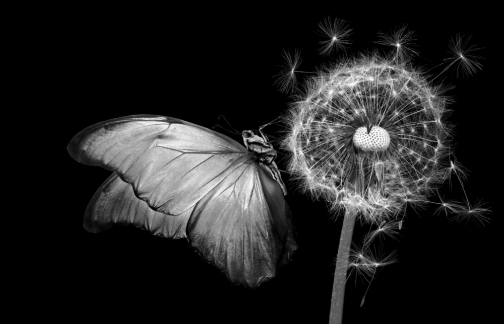 Butterfly & Dandelion Glass Wall Art