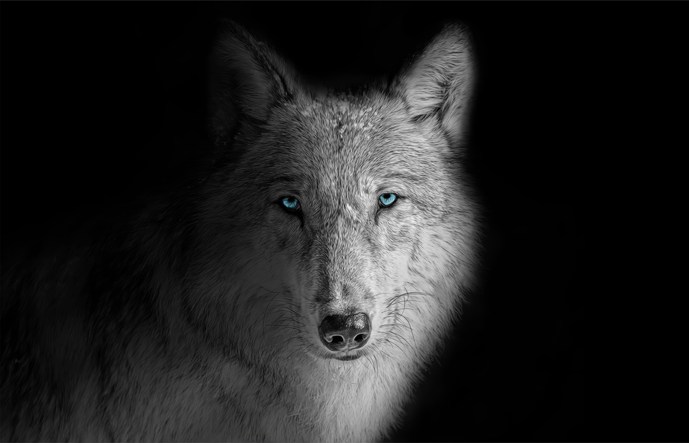 Striking Wolf Portrait Glass Wall Art