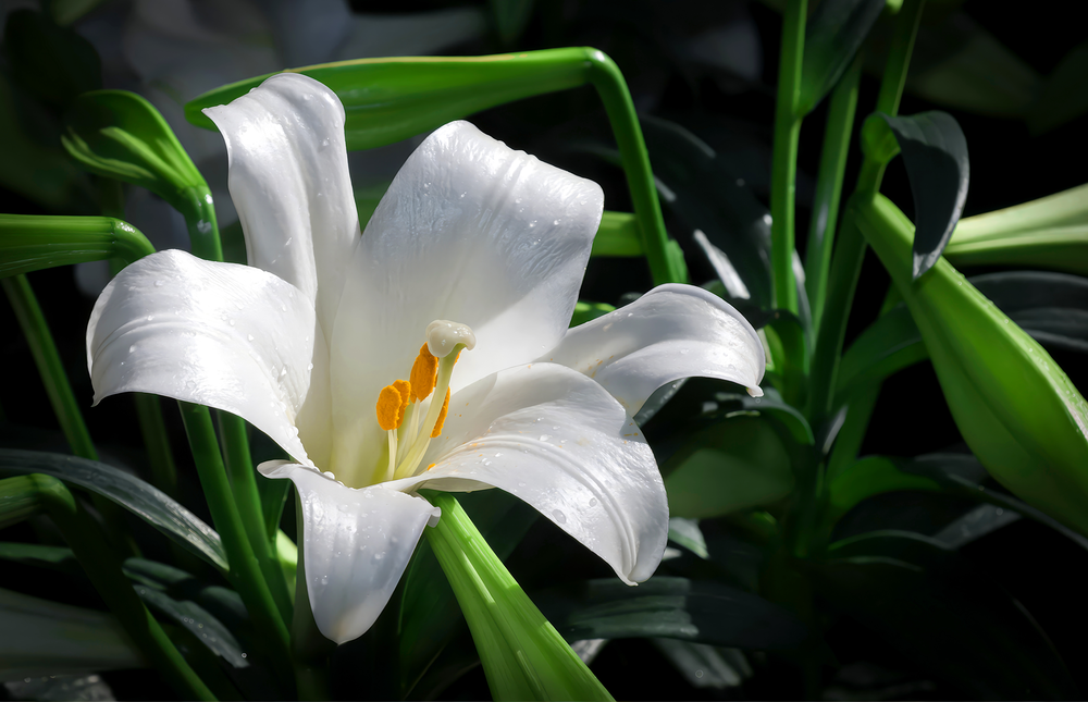 Elegant White Lily Glass Wall Art