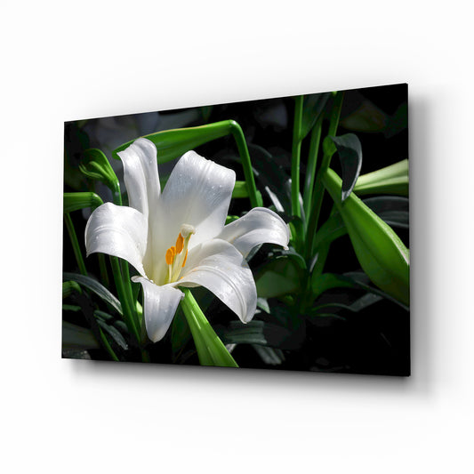 Solitary white lily cinematic glass wall art over walnut console in designer bedroom