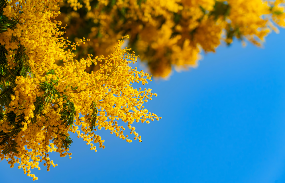 Golden Mimosa Bloom Glass Wall Art