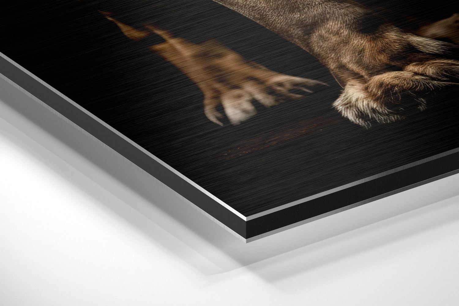 Lion Brushed Aluminum Dibond Wall Art.