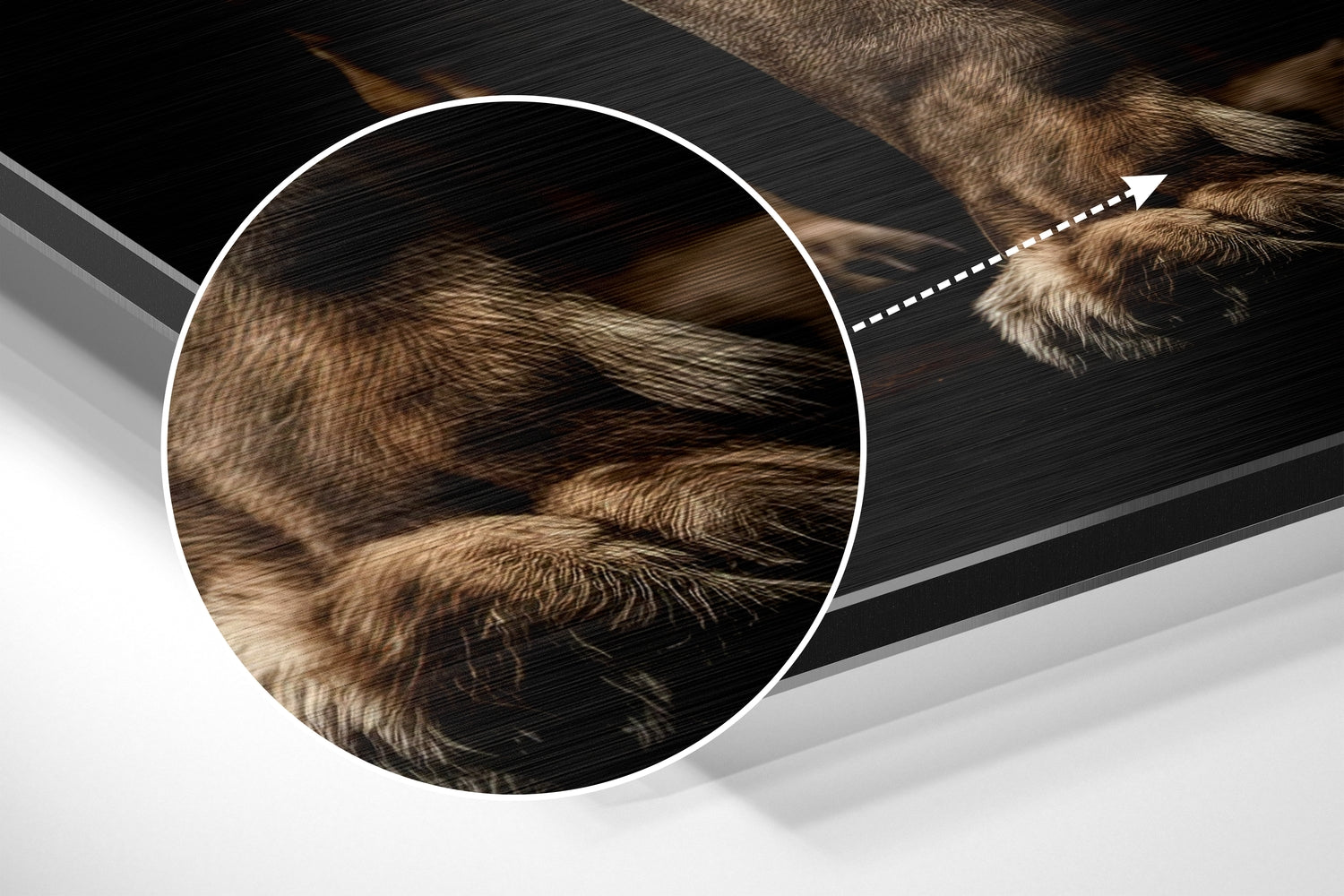 Lion Brushed Aluminum Dibond Wall Art.