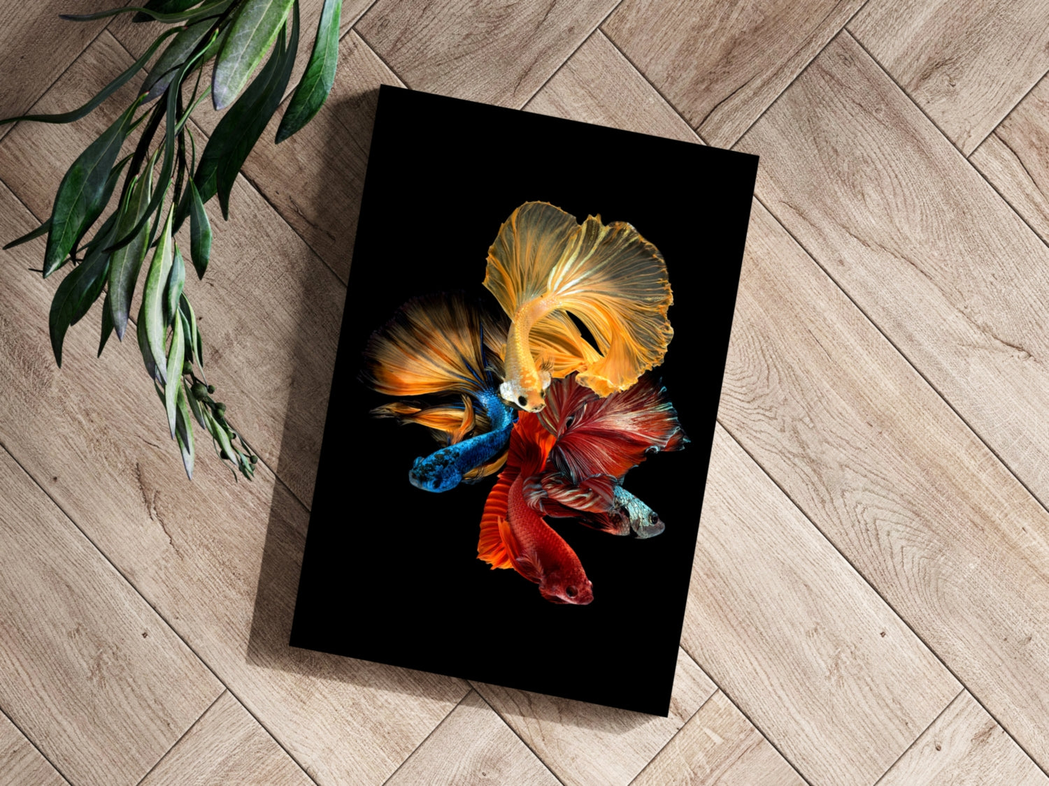 Betta Fishes Aluminum Print.