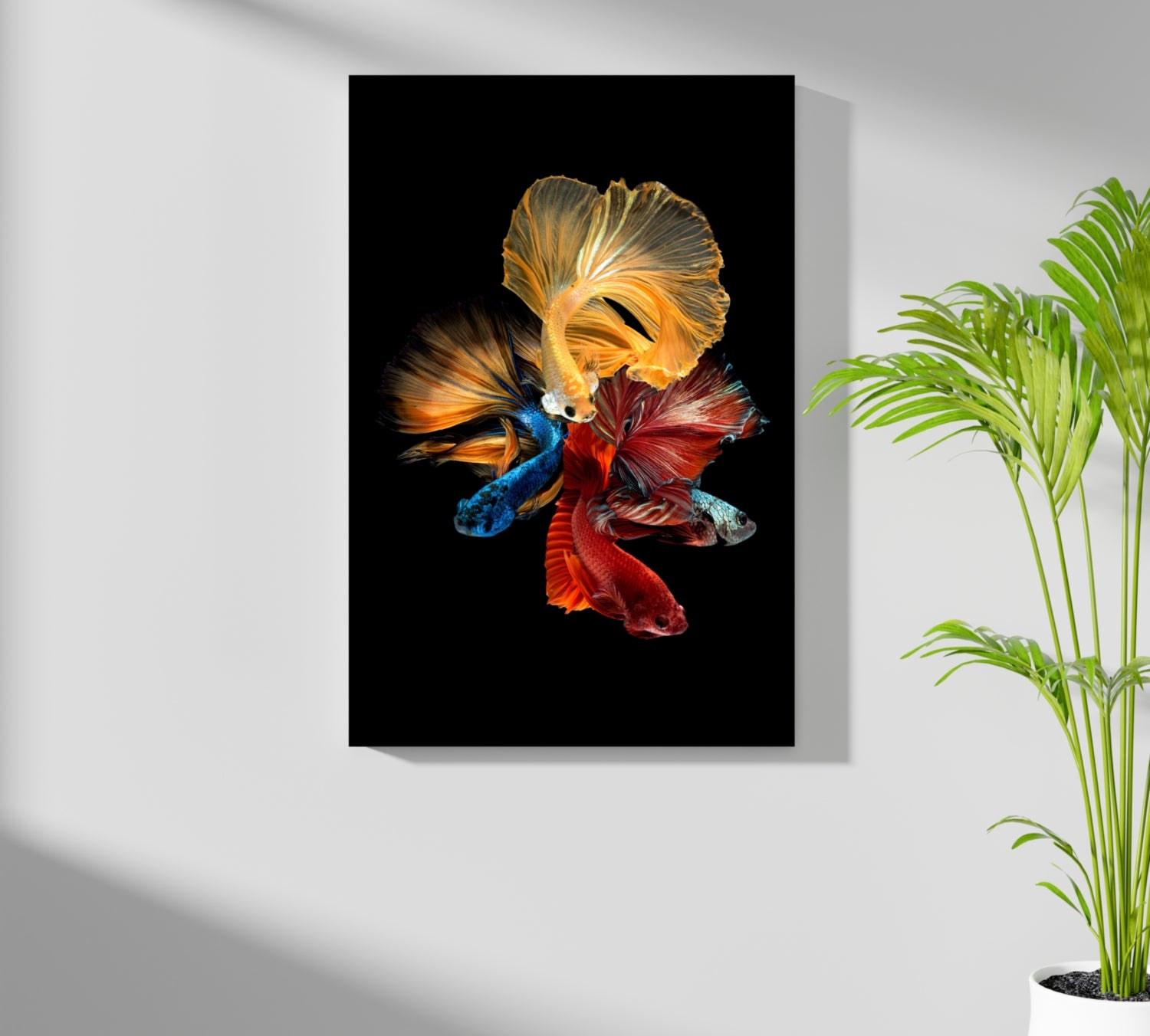 Betta Fishes Aluminum Print.