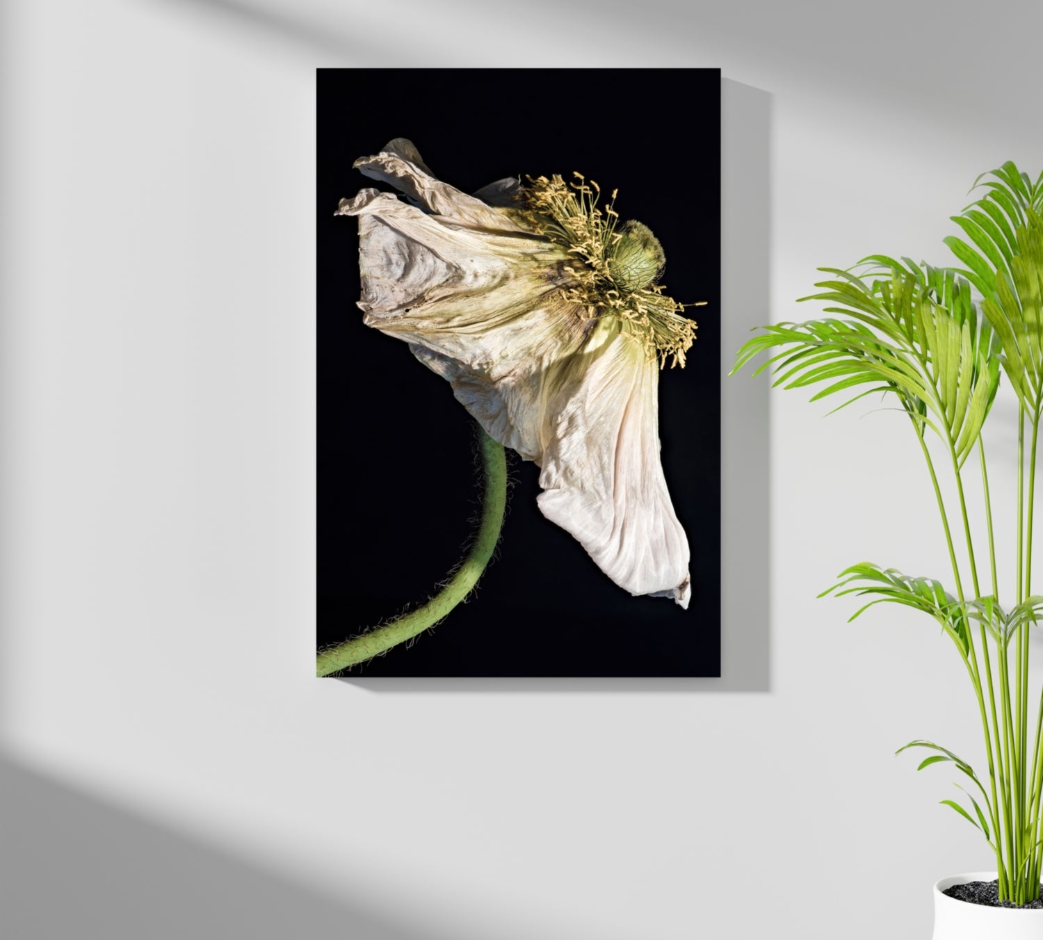 Flower Aluminum Print.